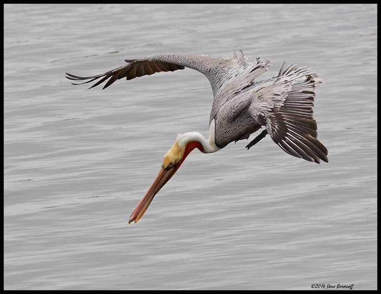 _4SB9518 brown pelican diving.jpg